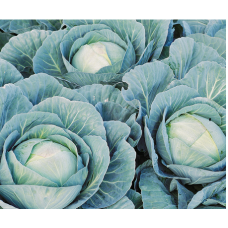 Агресор F1 - 20 насінин